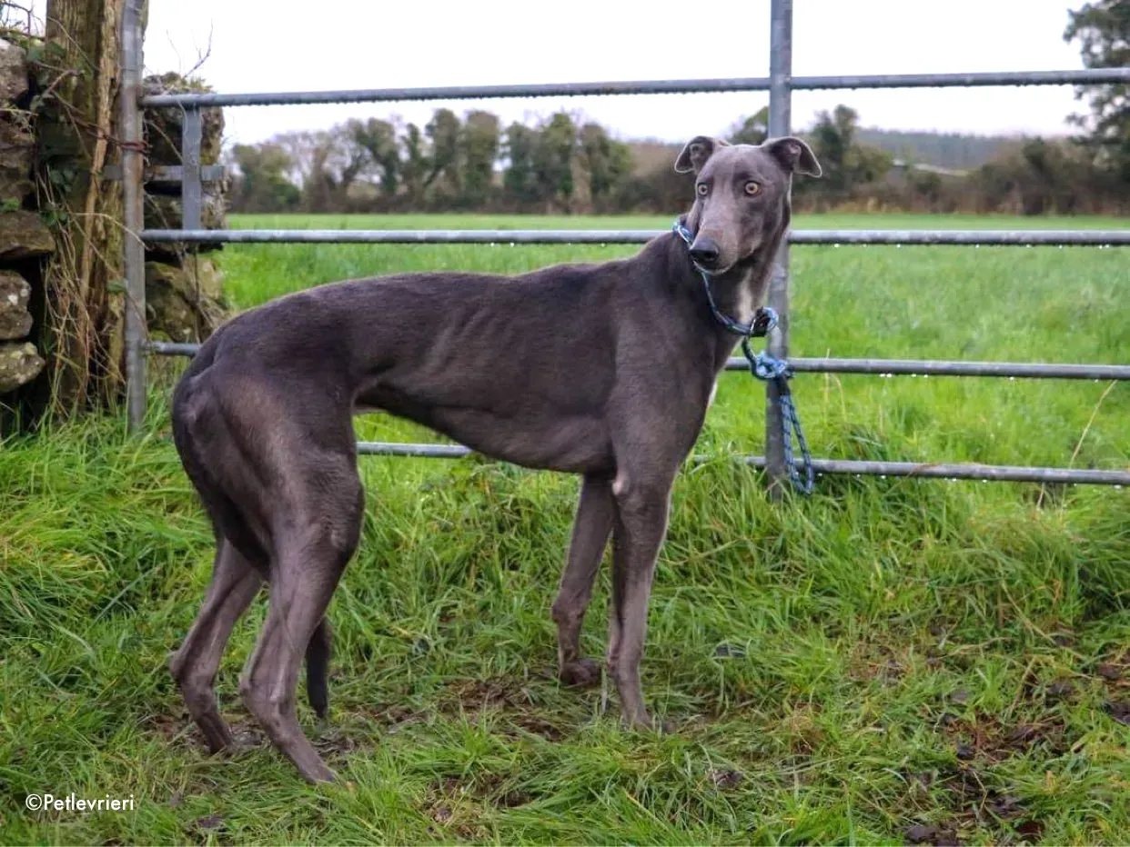 salah adozione levrieri greyhound 2 3