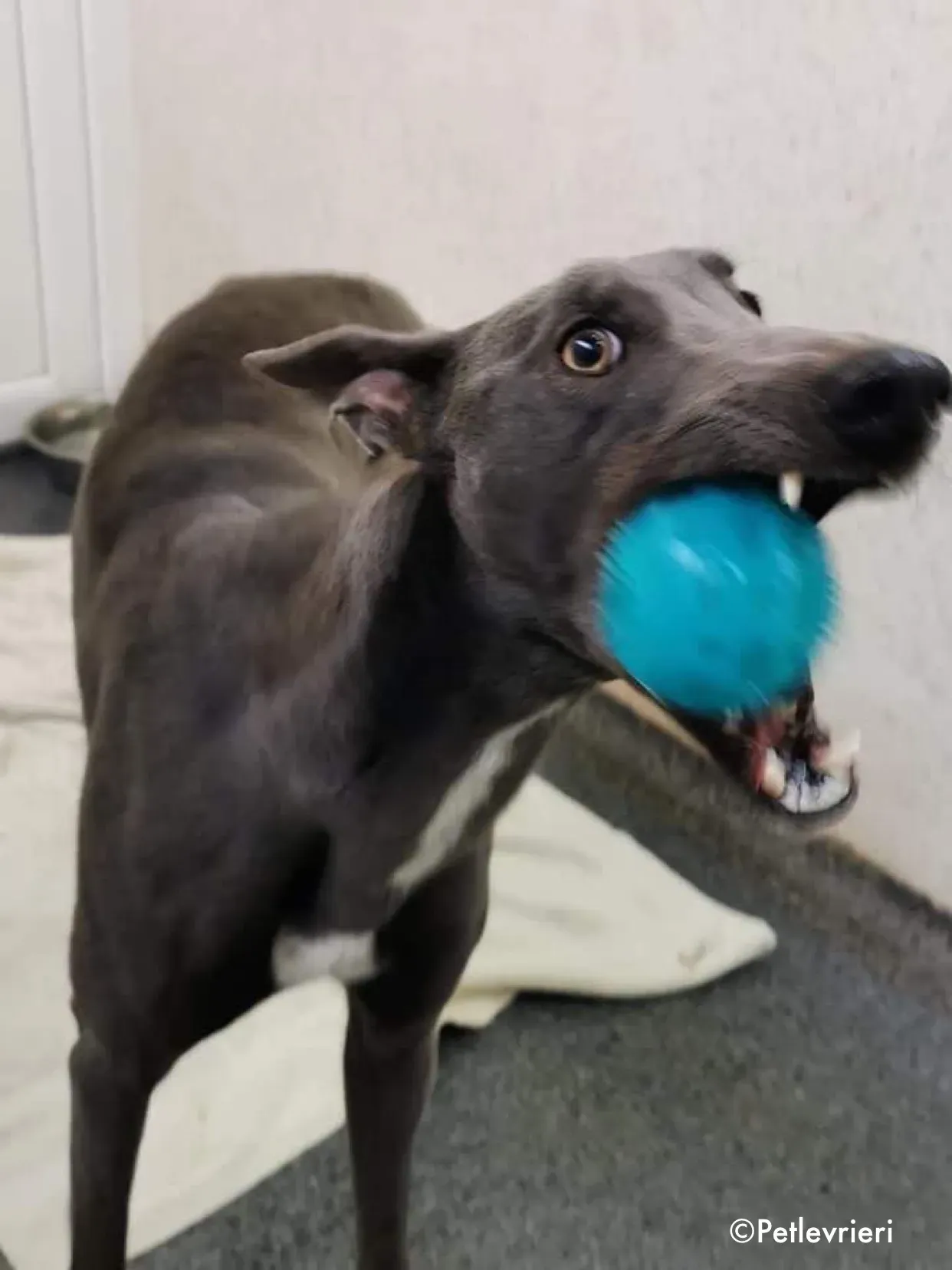 salah adozione levrieri greyhound 2 4