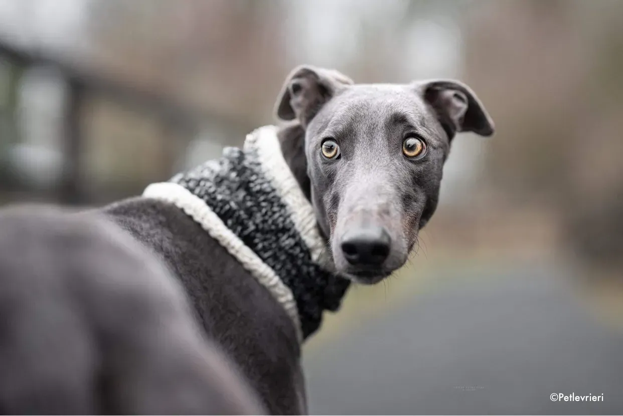 salah adozione levrieri greyhound 2 5