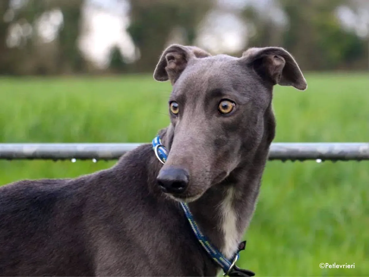salah adozione levrieri greyhound 3 1