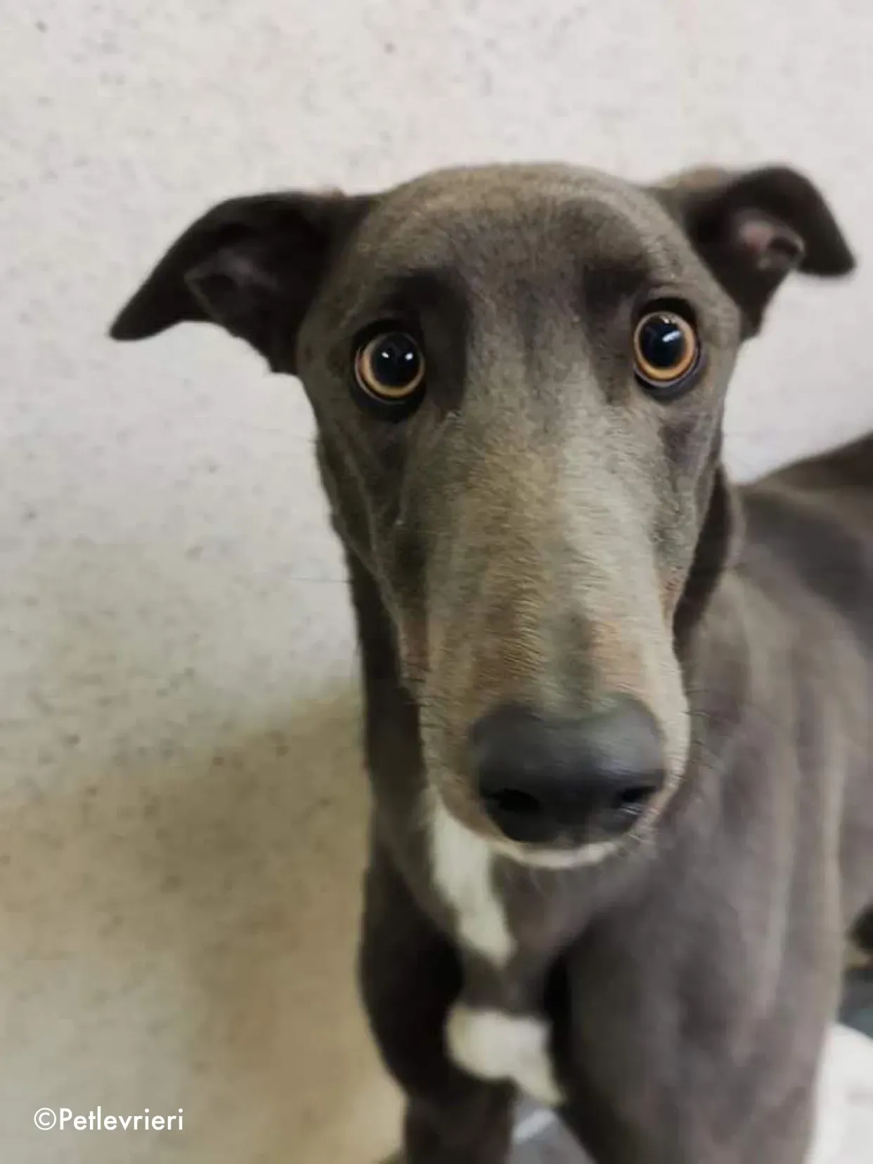 salah adozione levrieri greyhound 3 2