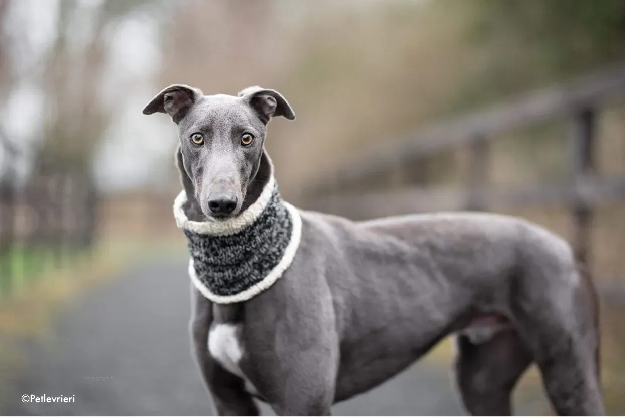 salah adozione levrieri greyhound 3 3