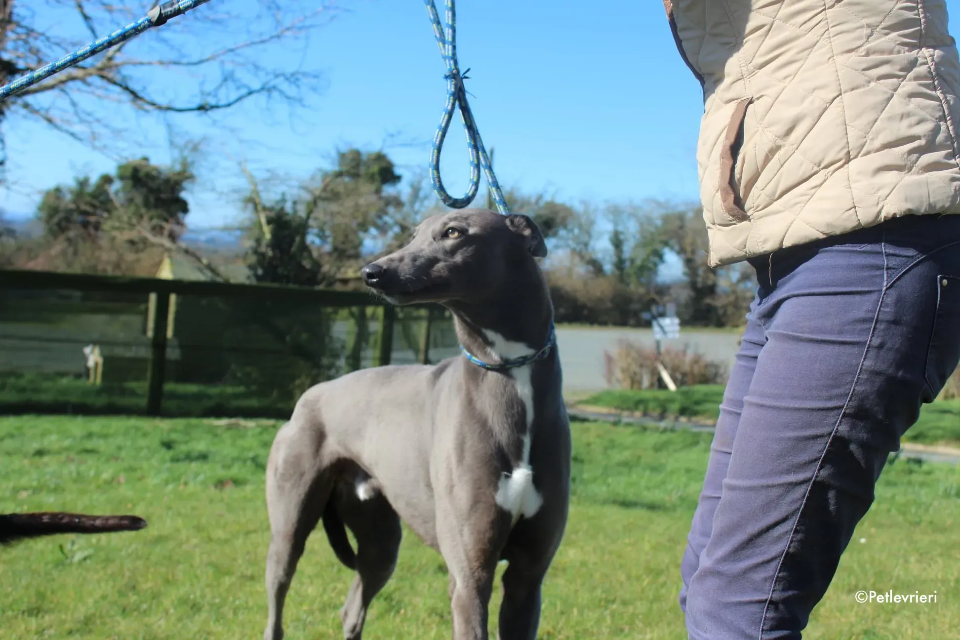 salah adozione levrieri greyhound 4 1