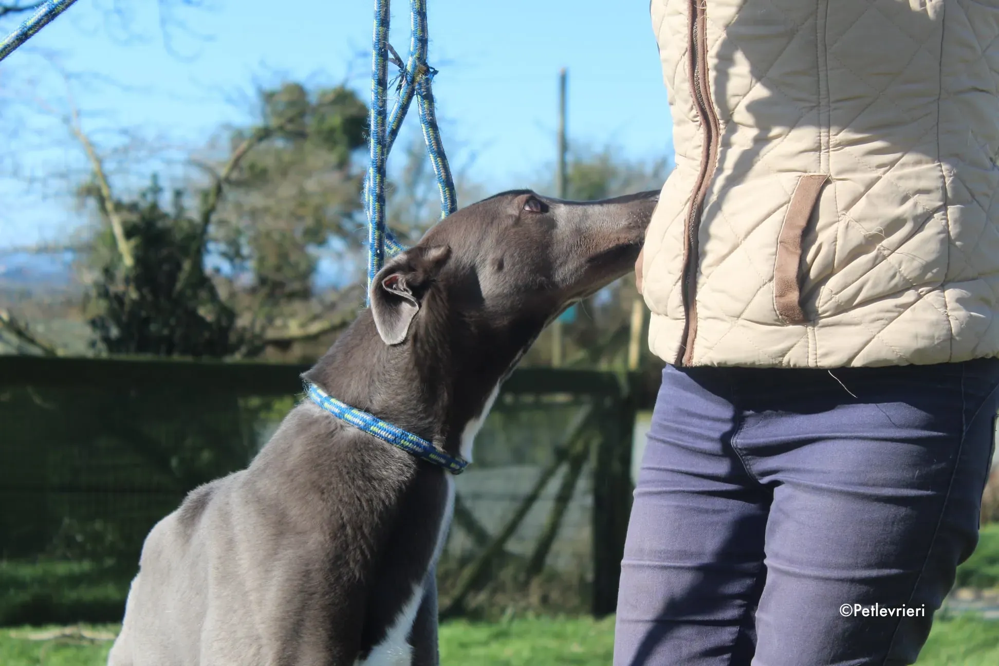 salah adozione levrieri greyhound 5 1