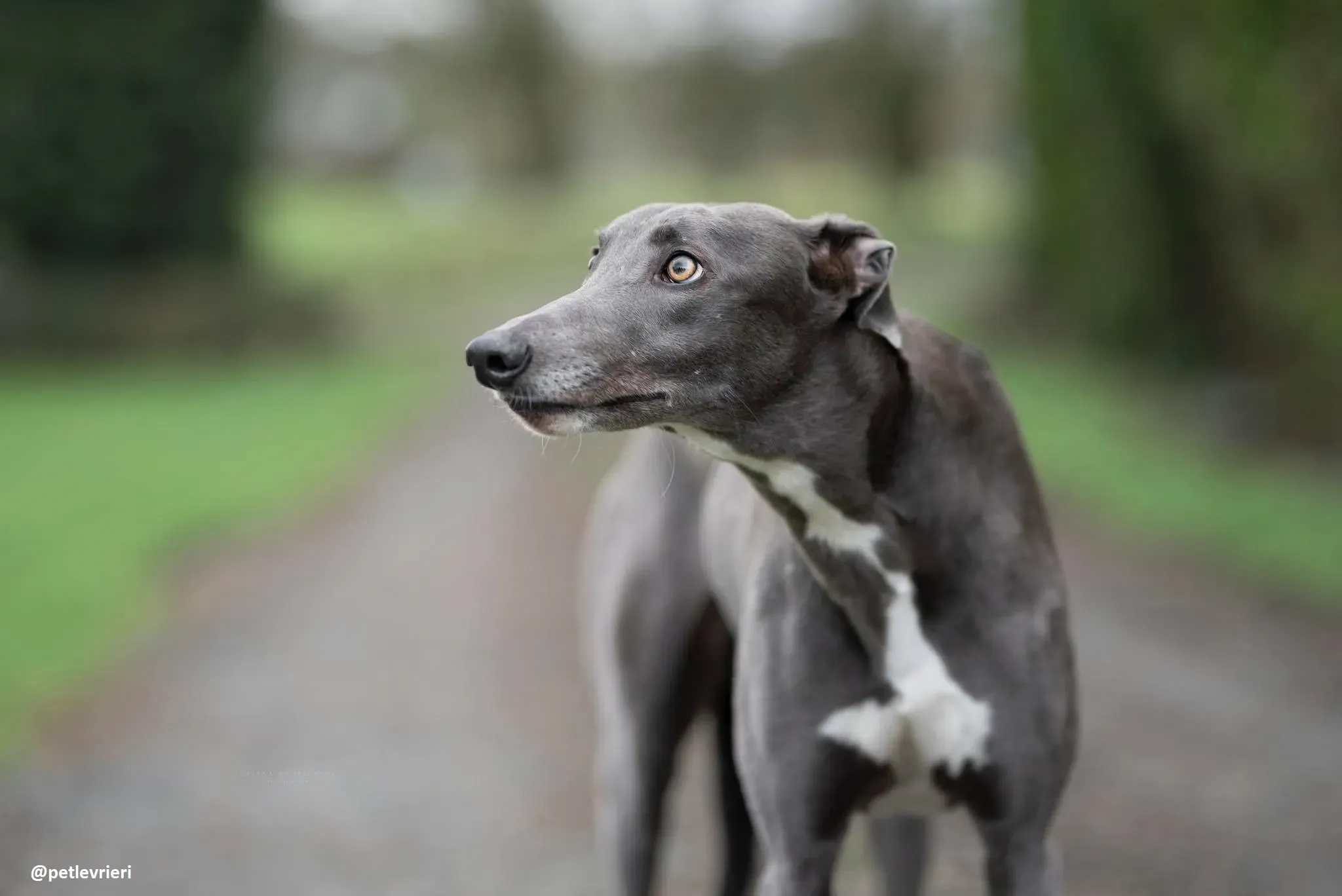 sally adozione greyhound 1