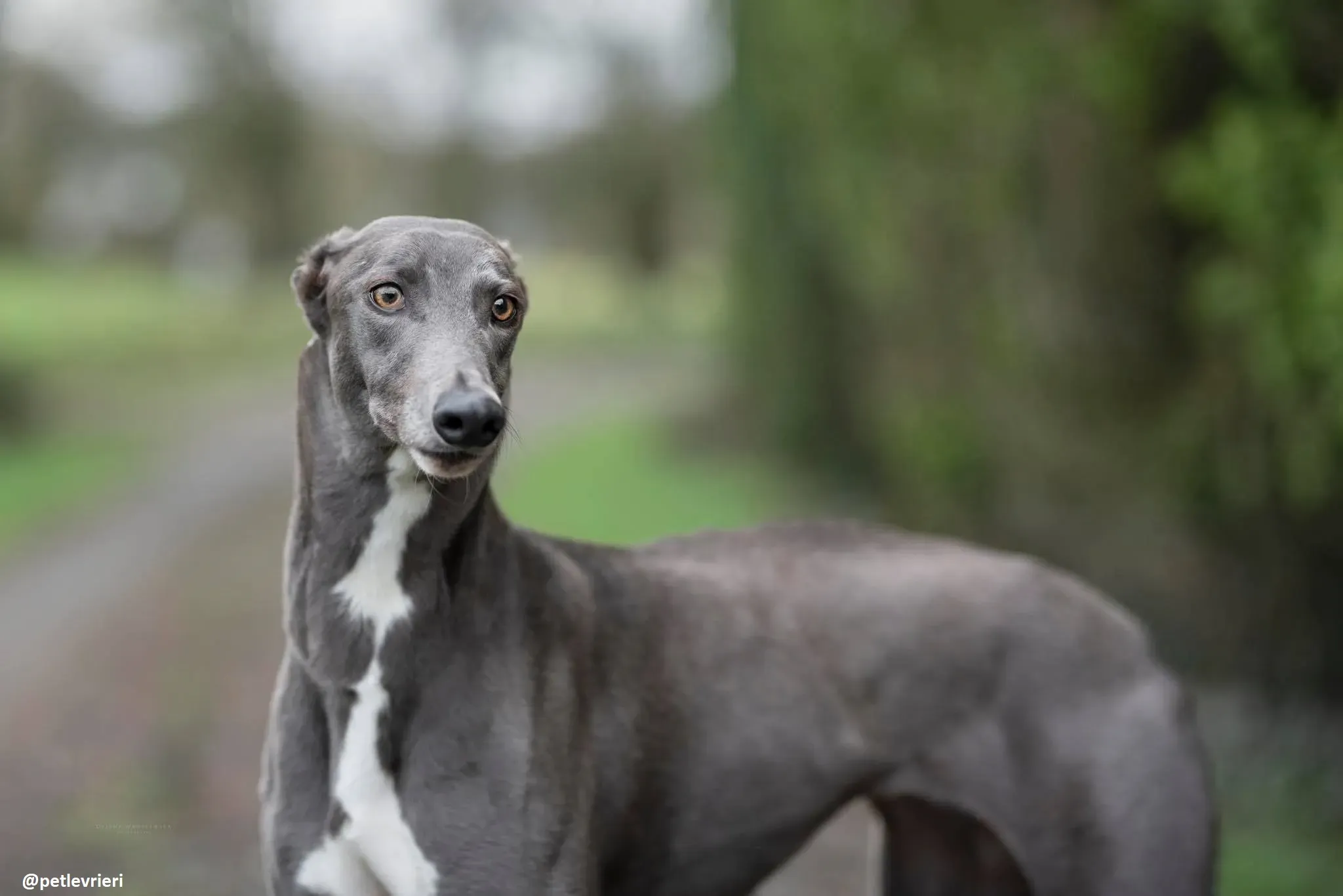 sally adozione greyhound 2