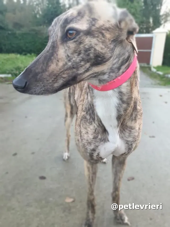 sally adozione greyhound pet levrieri 01