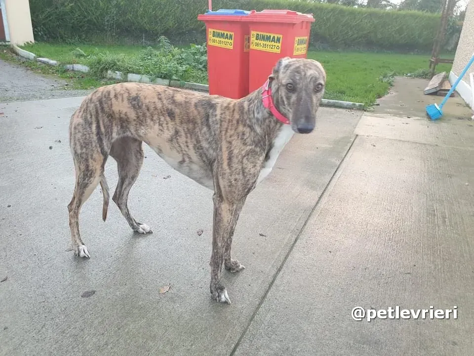 sally adozione greyhound pet levrieri 03