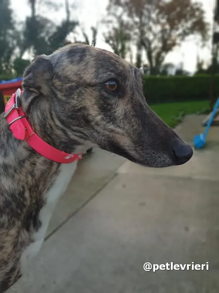 sally adozione greyhound pet levrieri 04