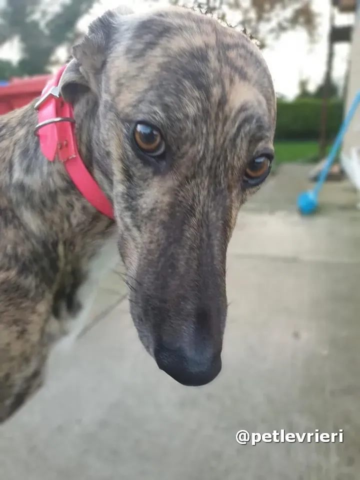 sally adozione greyhound pet levrieri 05