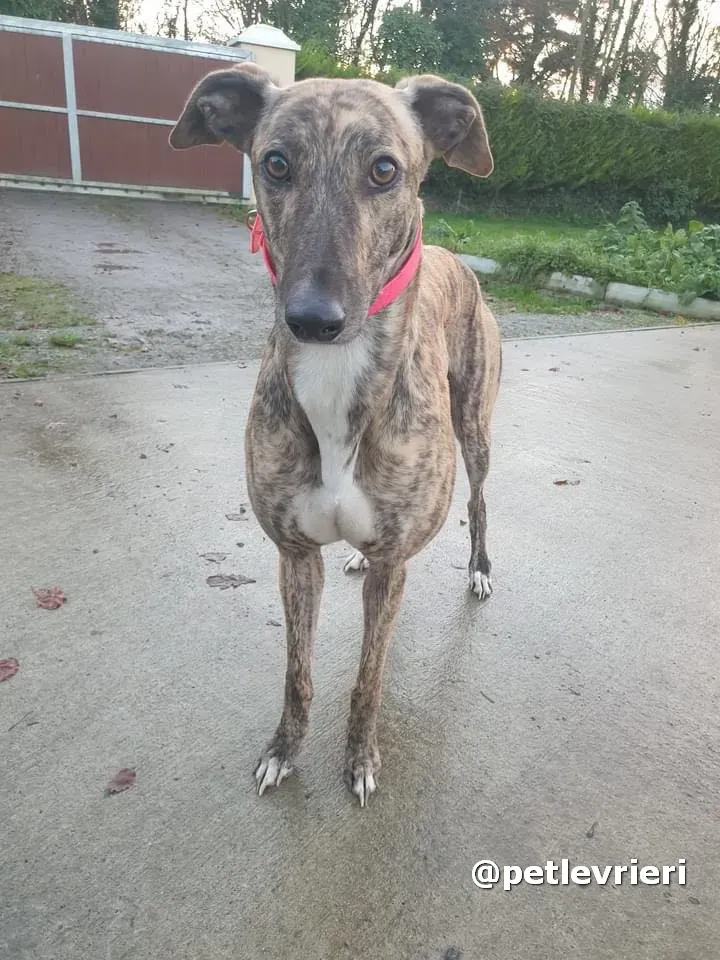 sally adozione greyhound pet levrieri 06