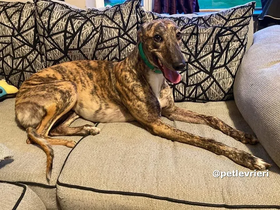 sally adozione greyhound pet levrieri 07 1