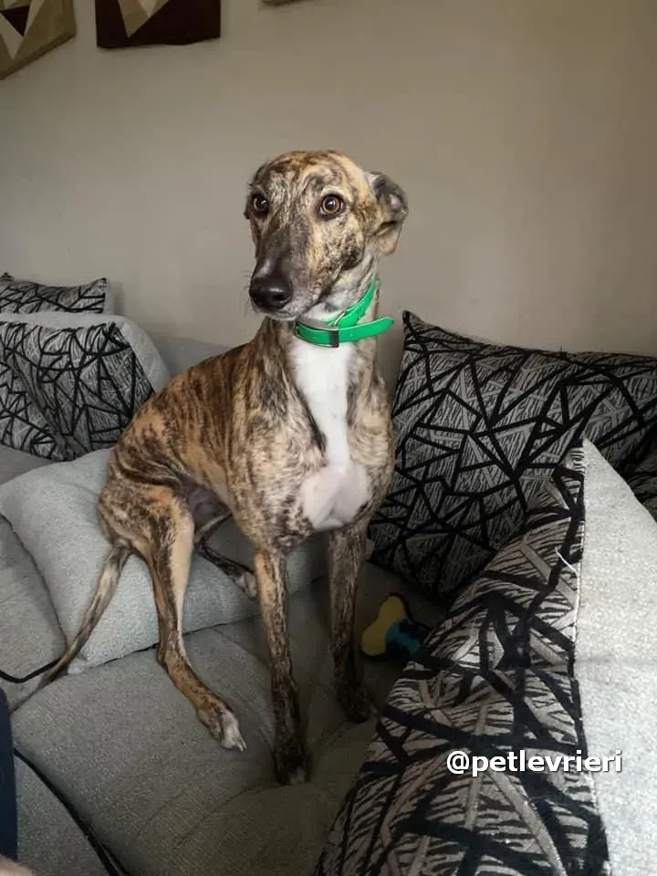 sally adozione greyhound pet levrieri 08