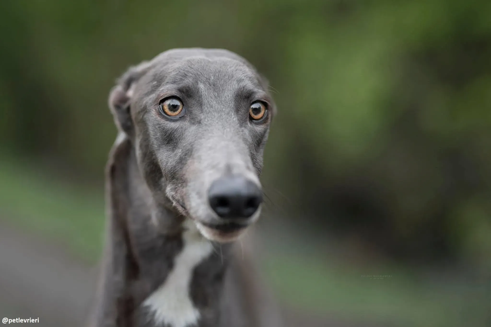 sally adozione greyhound