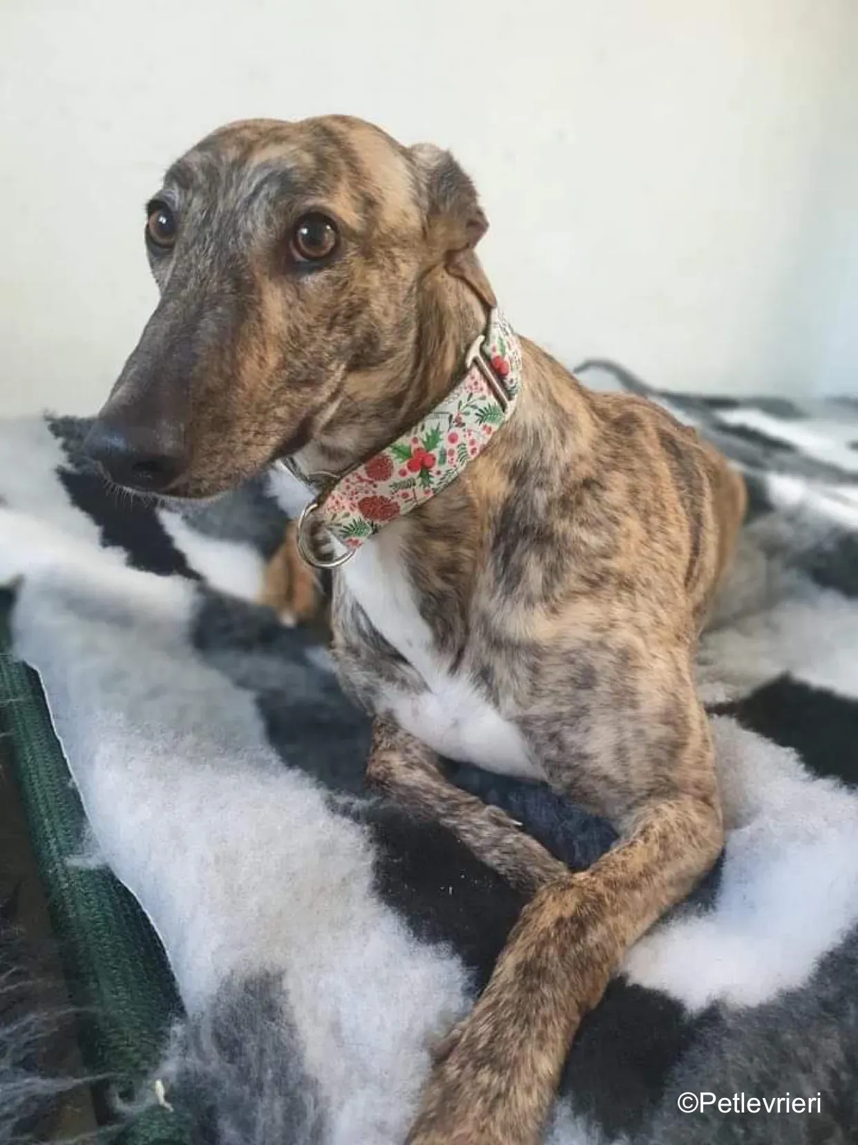 sally adozione levrieri greyhound 1