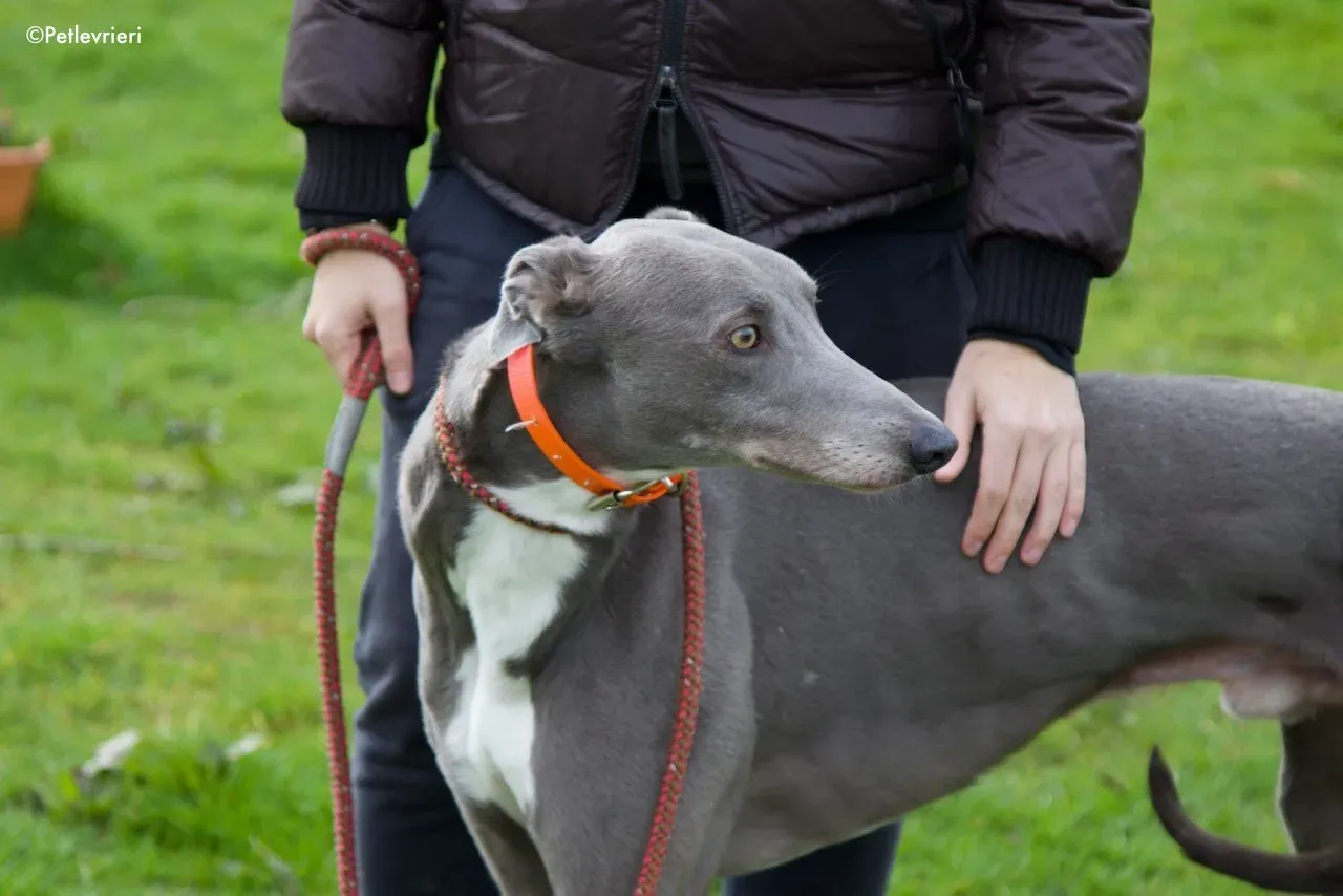 sam adozione levrieri greyhound 1