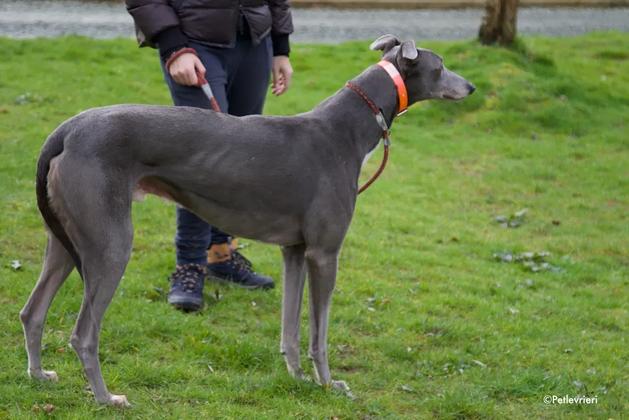 sam adozione levrieri greyhound 7