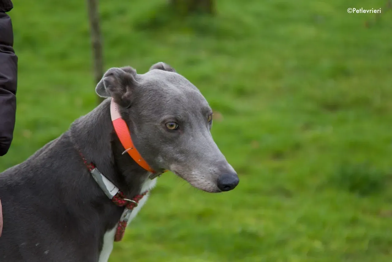 sam adozione levrieri greyhound 2