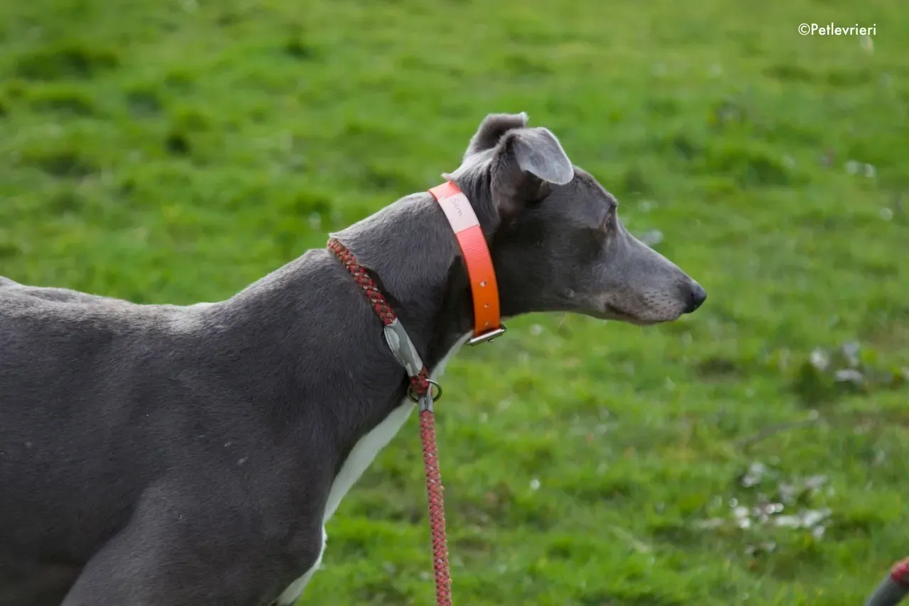sam adozione levrieri greyhound 3