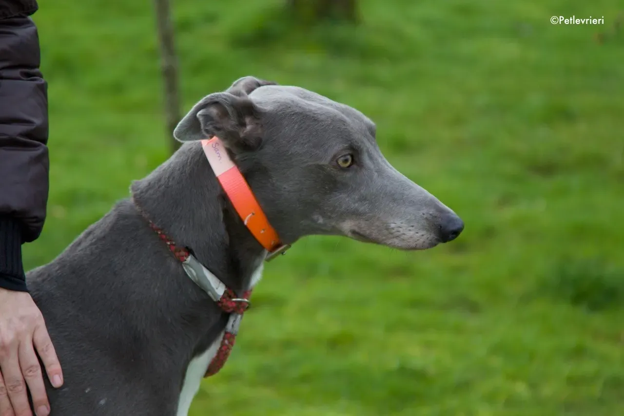 sam adozione levrieri greyhound 4