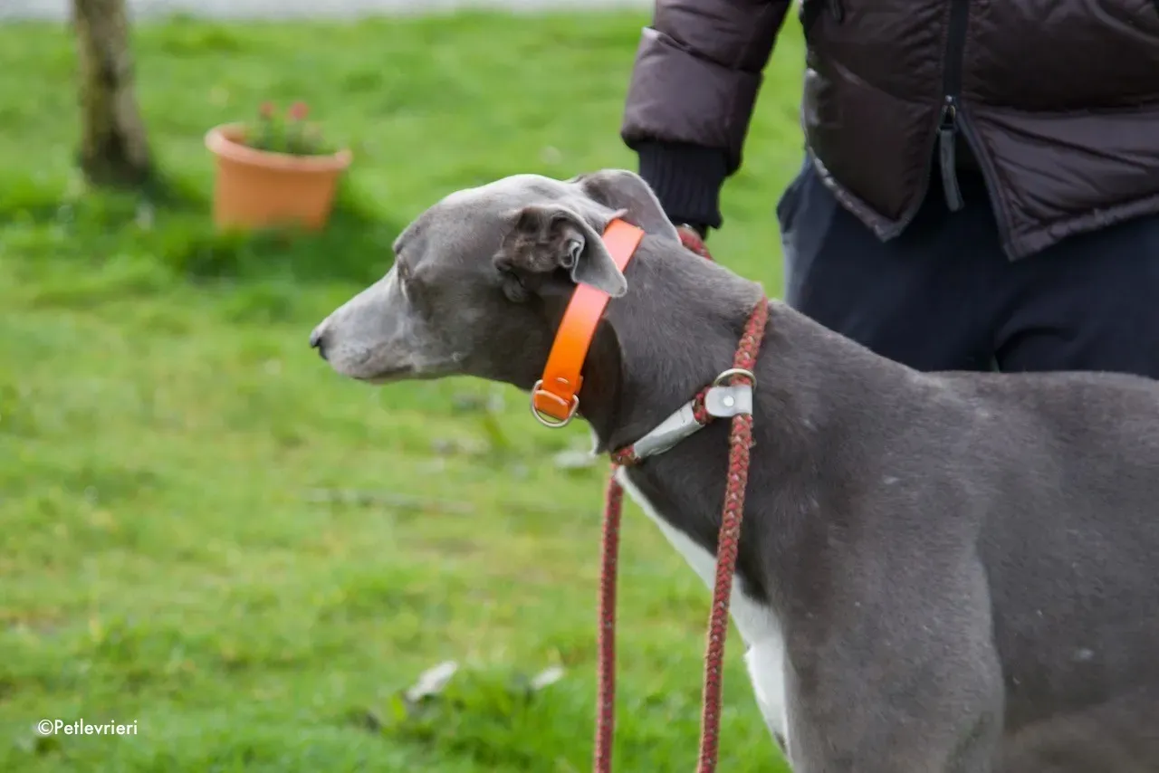 sam adozione levrieri greyhound 5