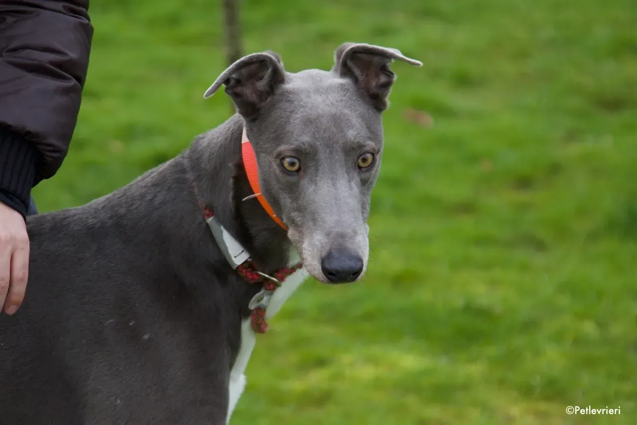 sam adozione levrieri greyhound 6