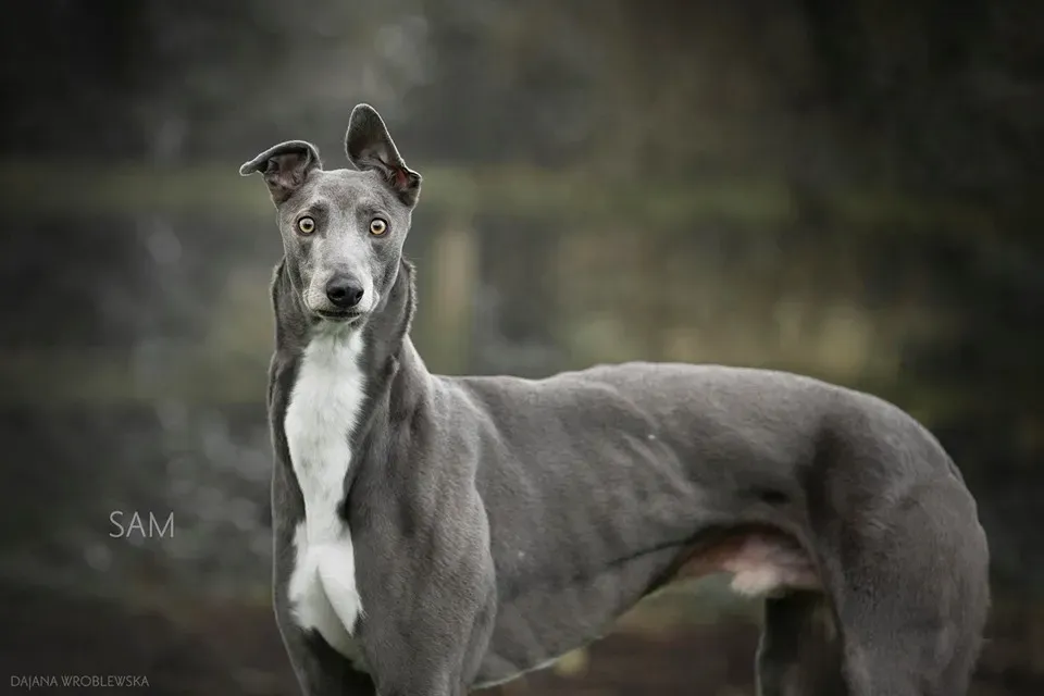 sam adozione petlevrieri 1