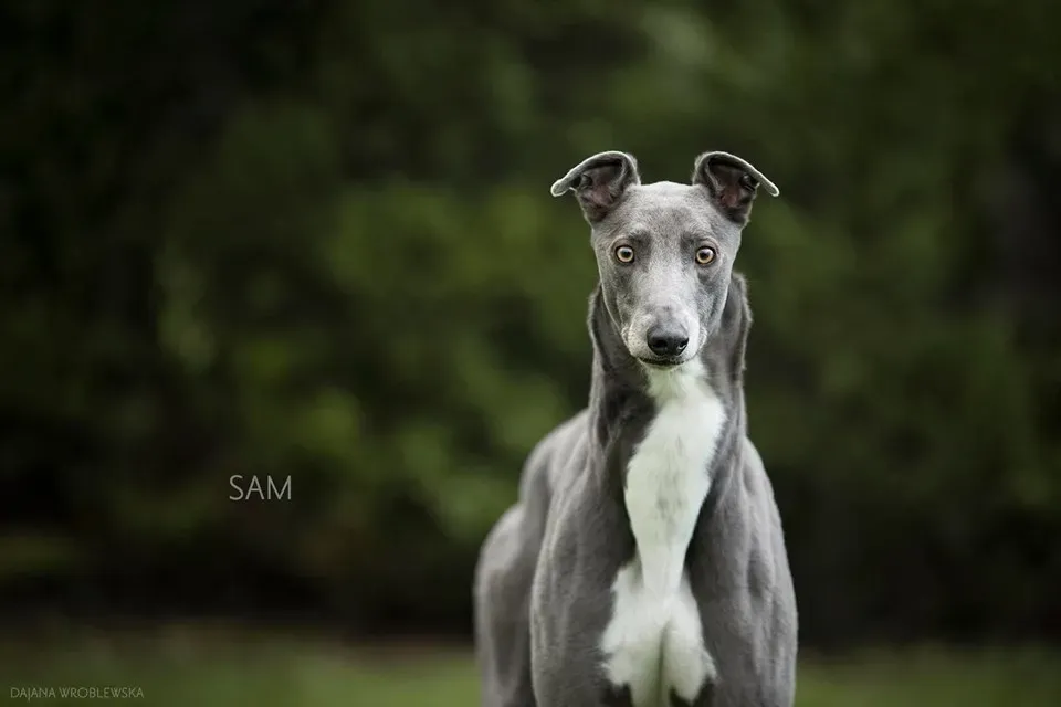 sam adozione petlevrieri