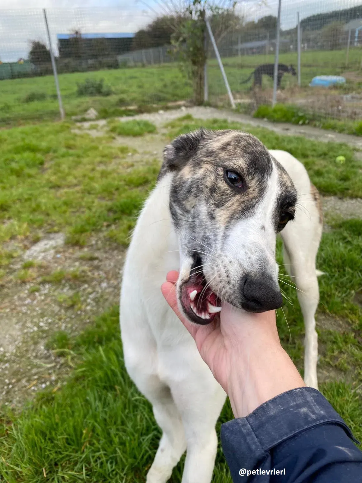 samantha adozione greyhound 10