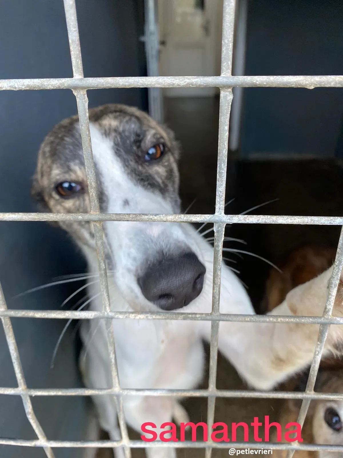 samantha adozione greyhound 11