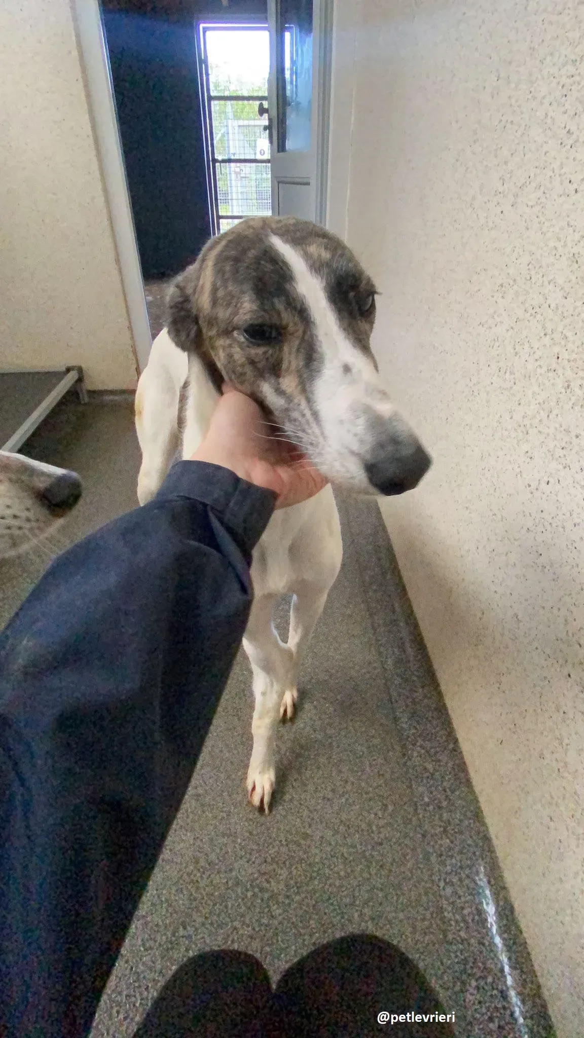 samantha adozione greyhound 12