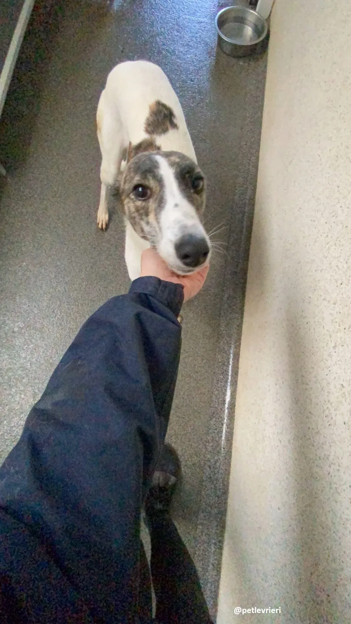 samantha adozione greyhound 2