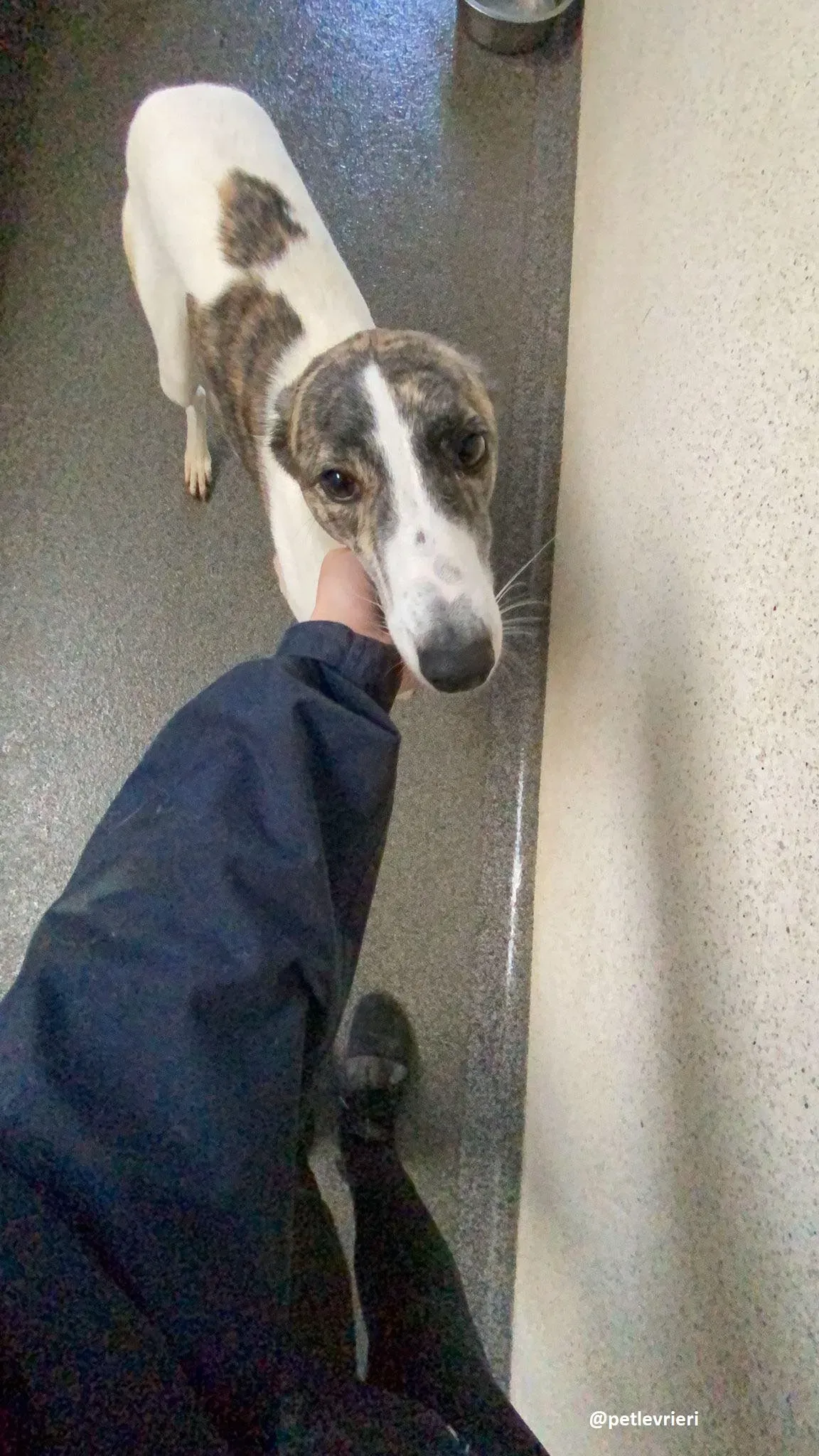 samantha adozione greyhound 3