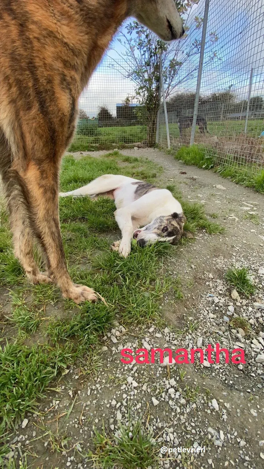 samantha adozione greyhound 4