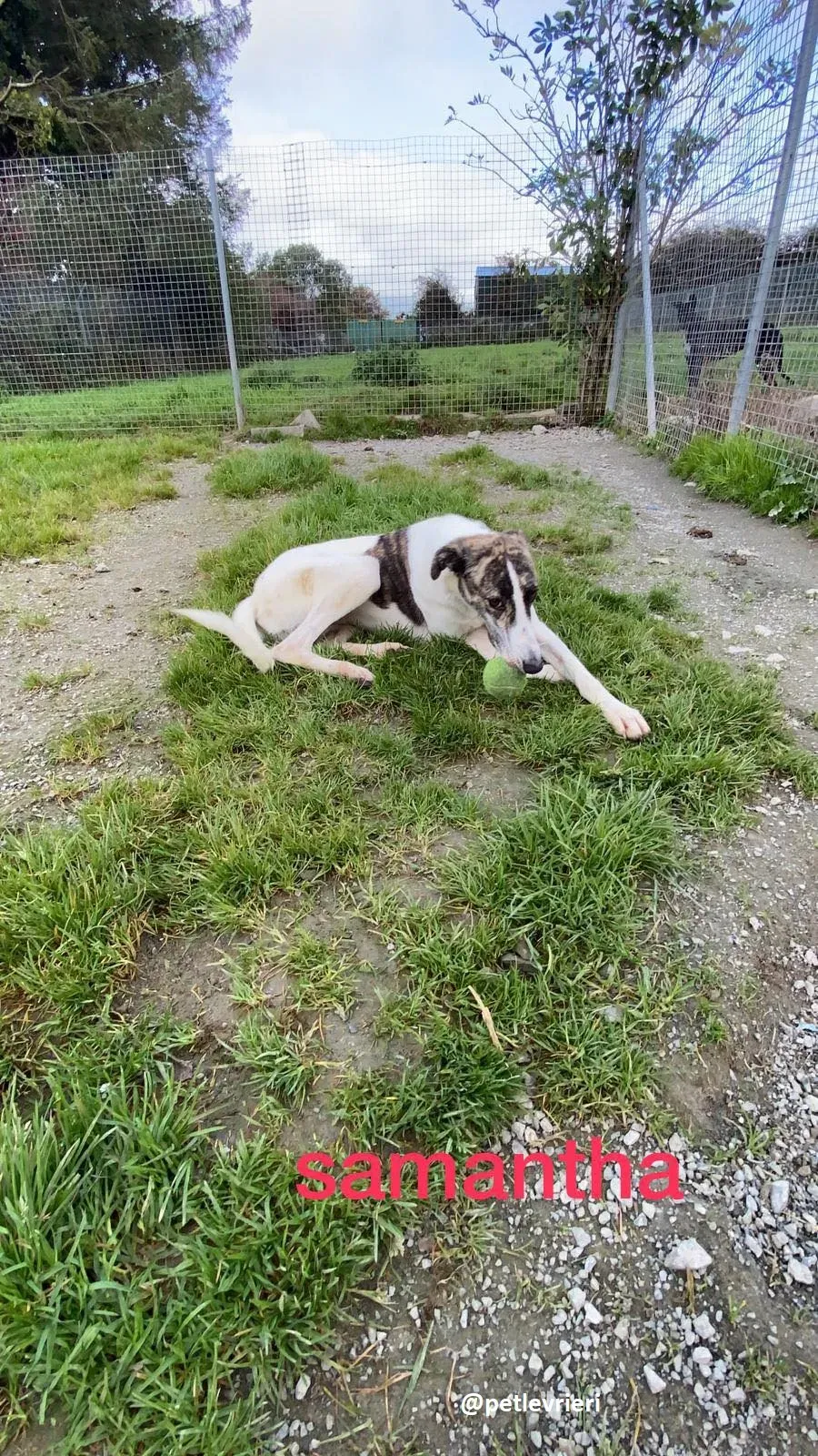 samantha adozione greyhound 5