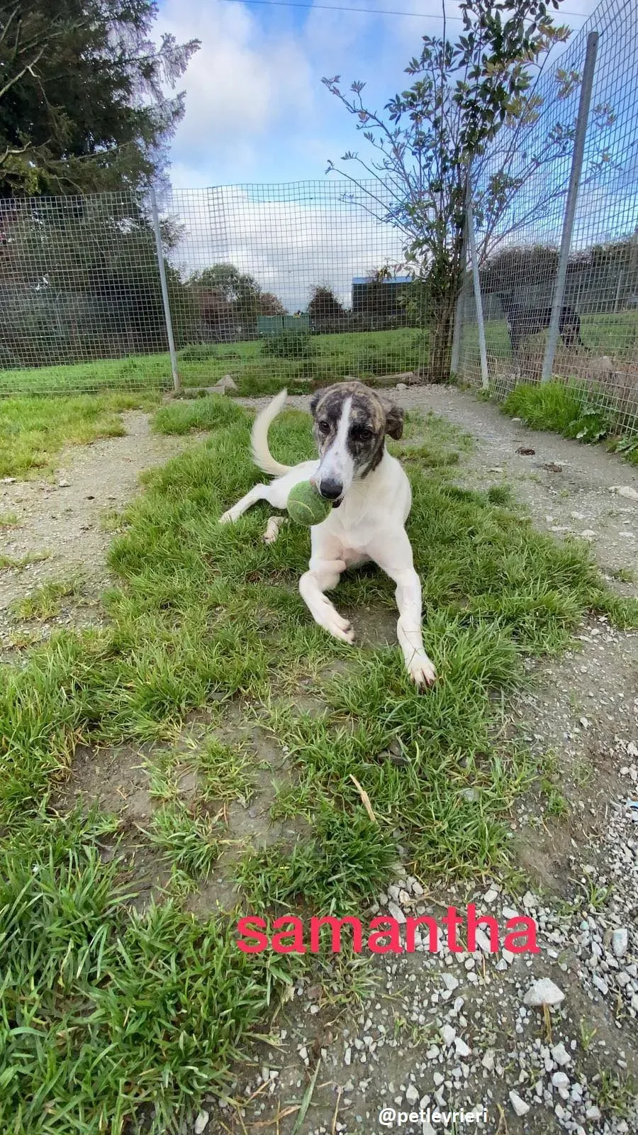samantha adozione greyhound 6