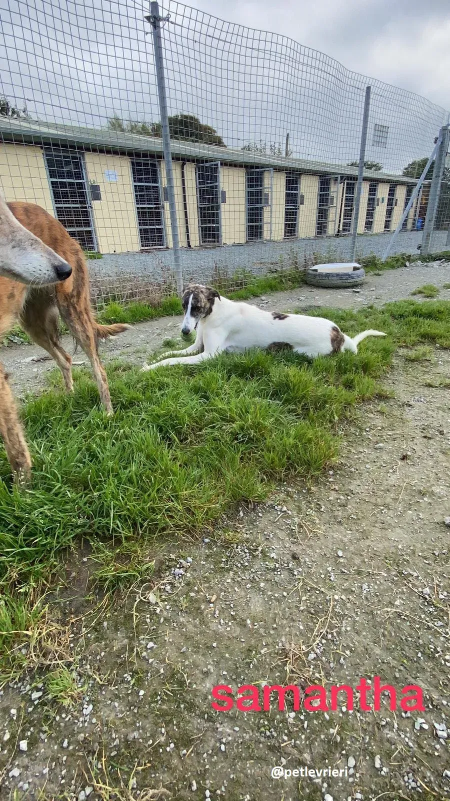 samantha adozione greyhound 7