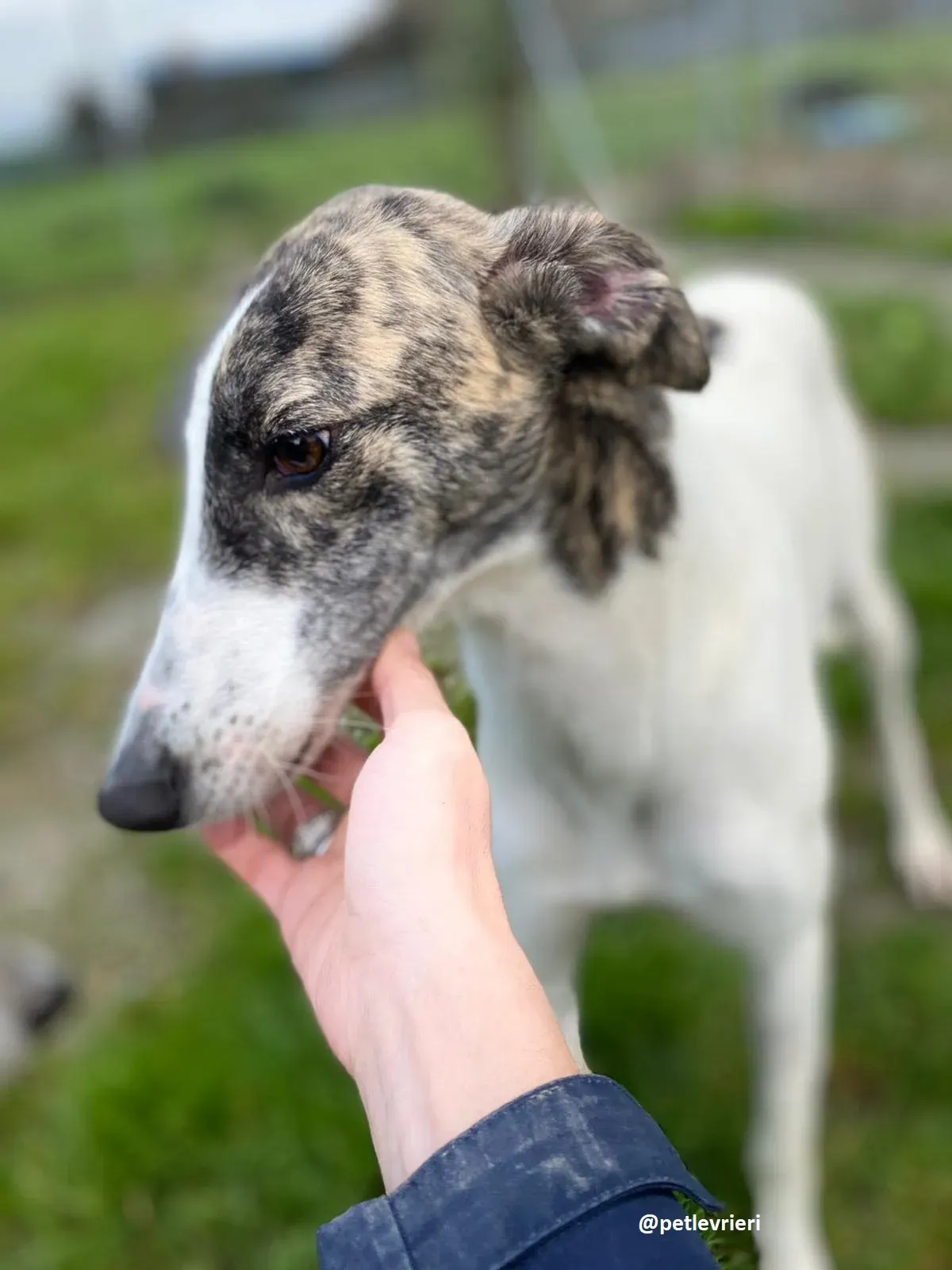 samantha adozione greyhound 9