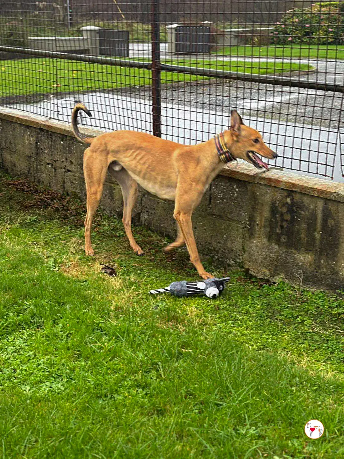 sammie grey adozione 1