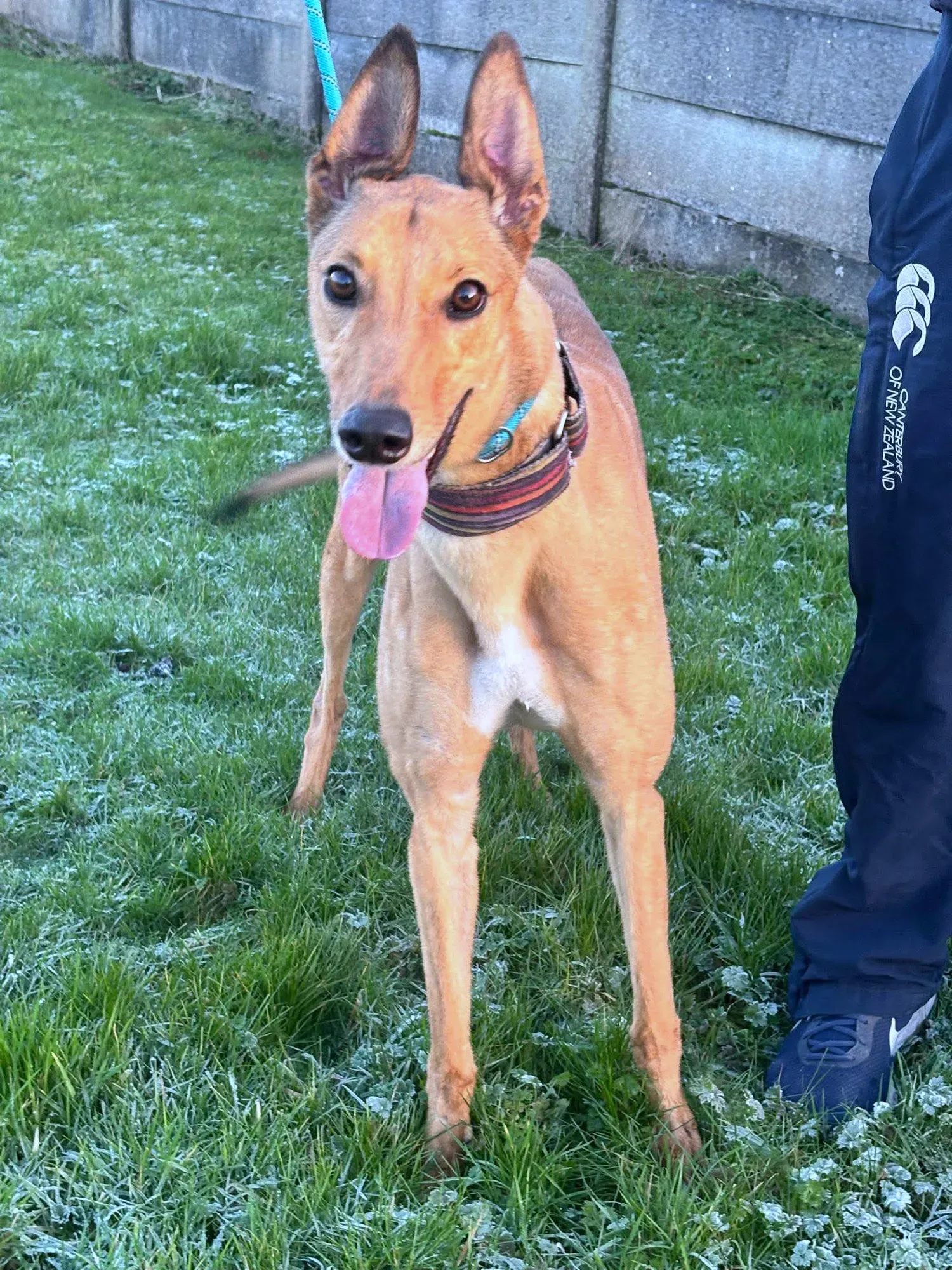 sammie grey adozione 10