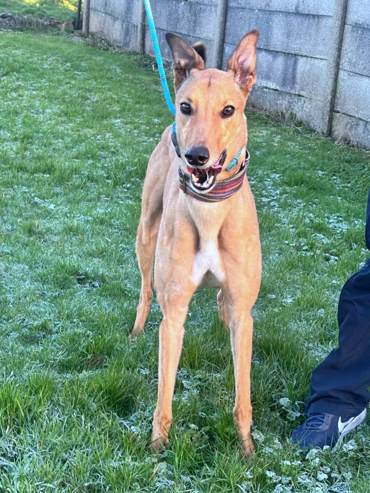 sammie grey adozione 111