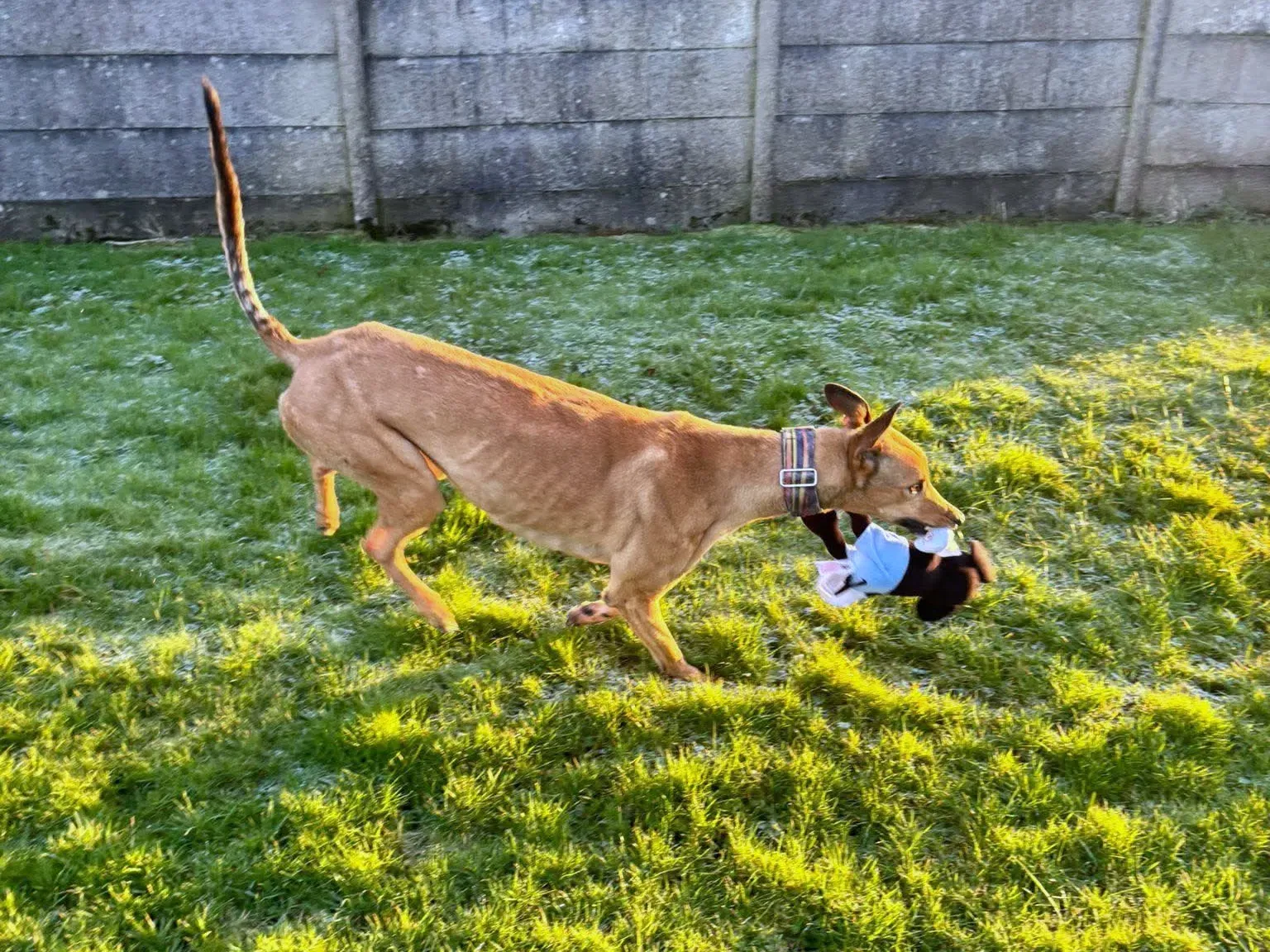 sammie grey adozione 112