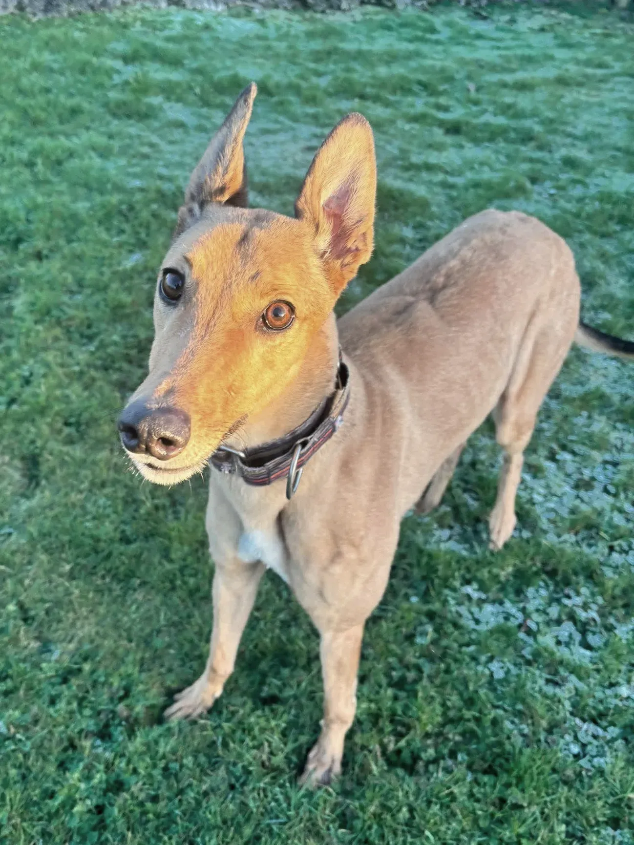 sammie grey adozione 113