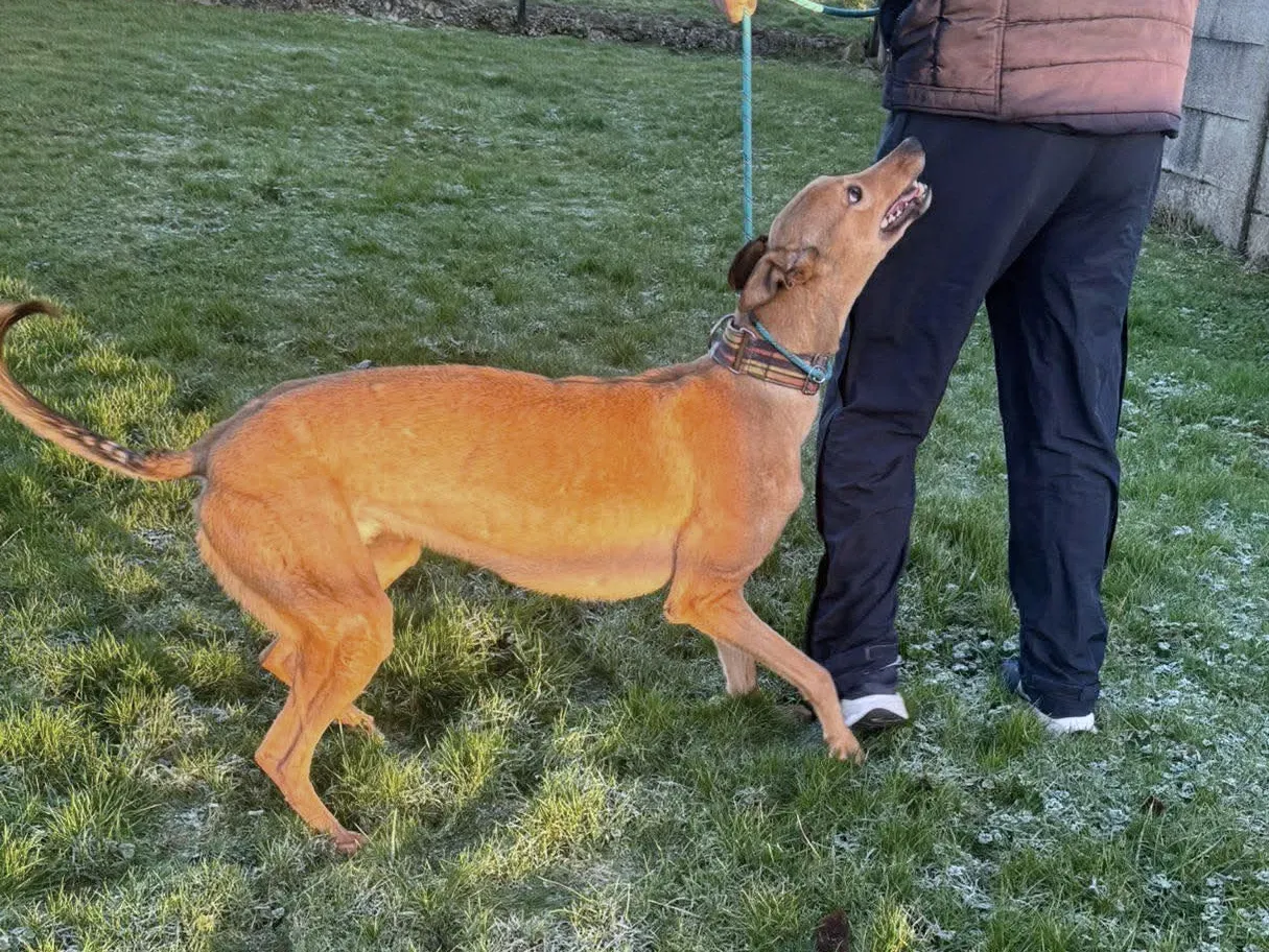 sammie grey adozione 115