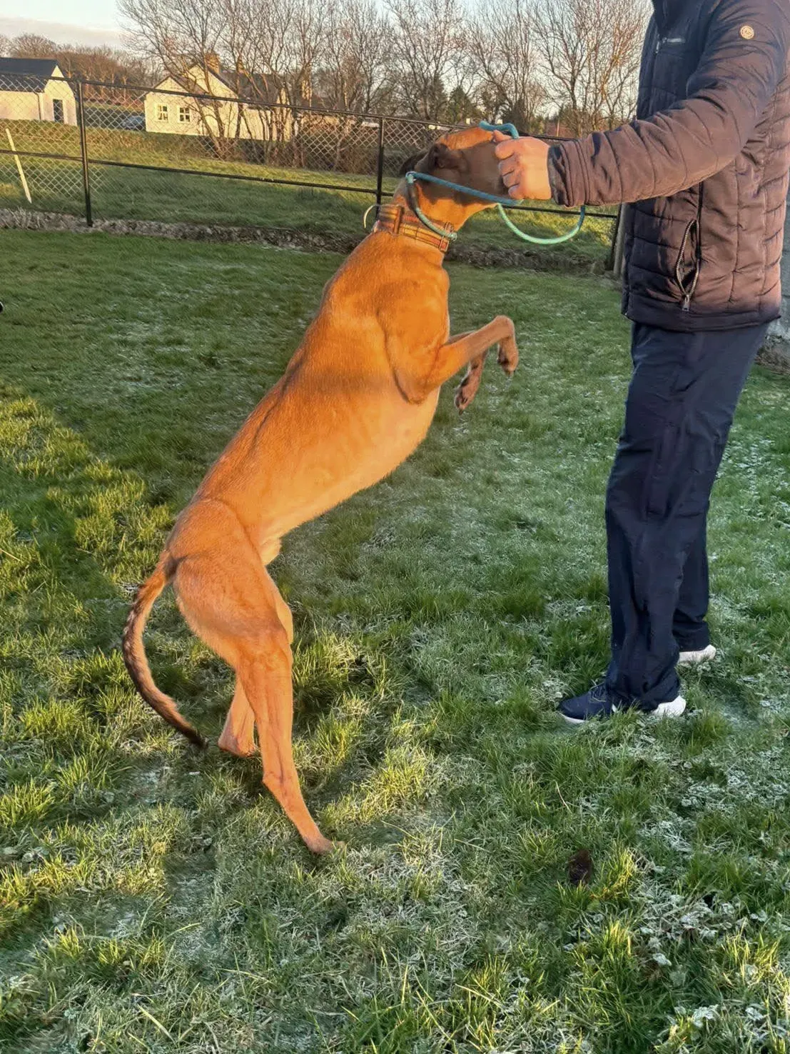 sammie grey adozione 116