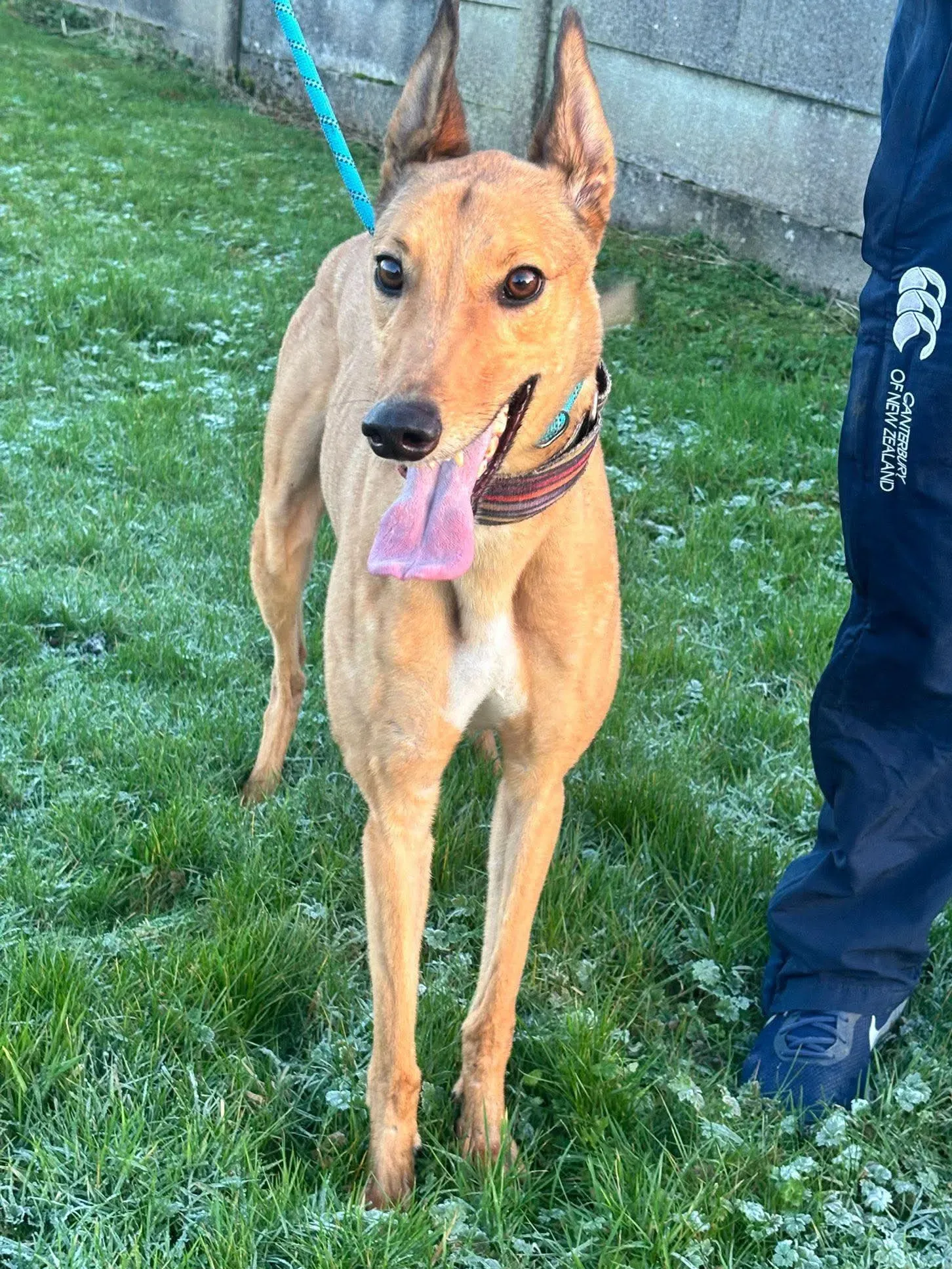 sammie grey adozione 117