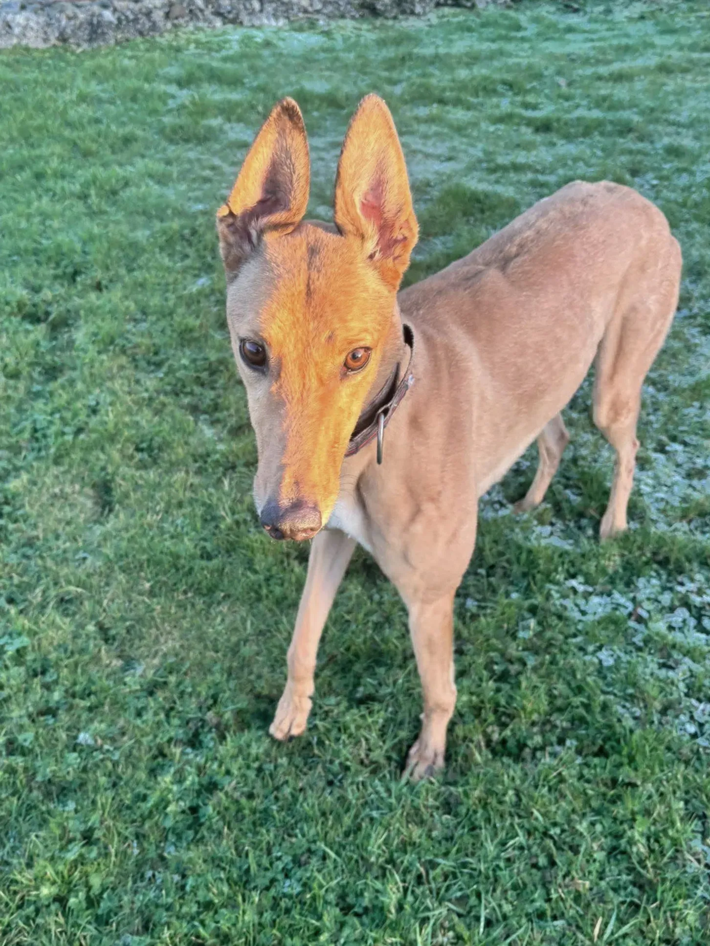 sammie grey adozione 118