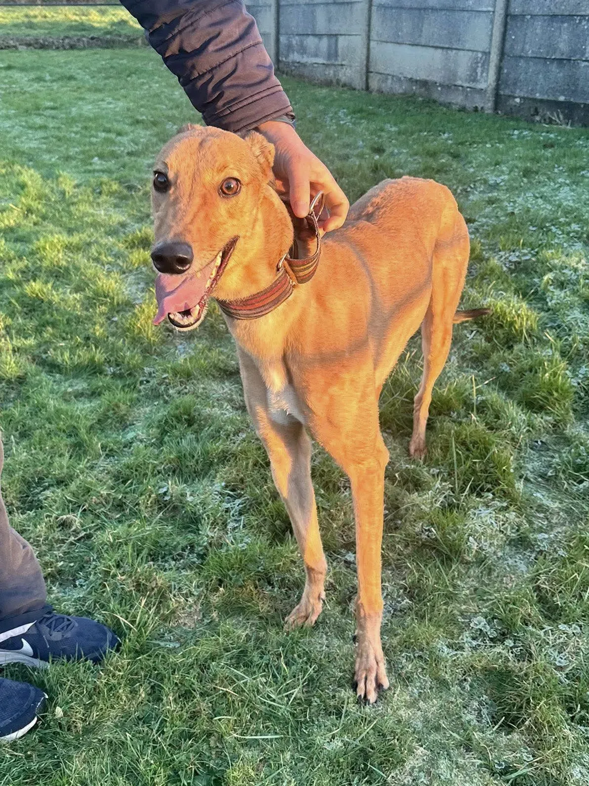 sammie grey adozione 119