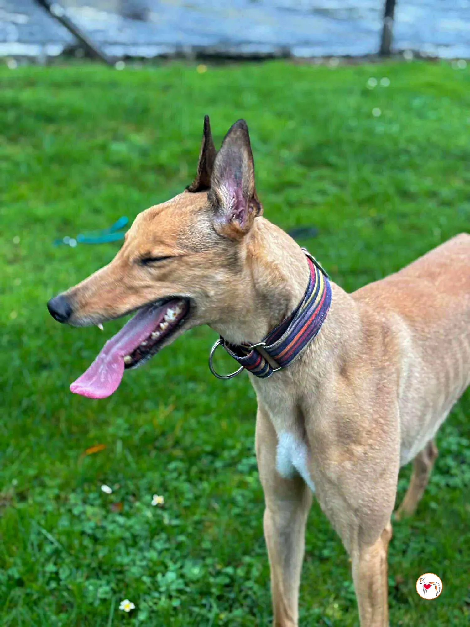 sammie grey adozione 2