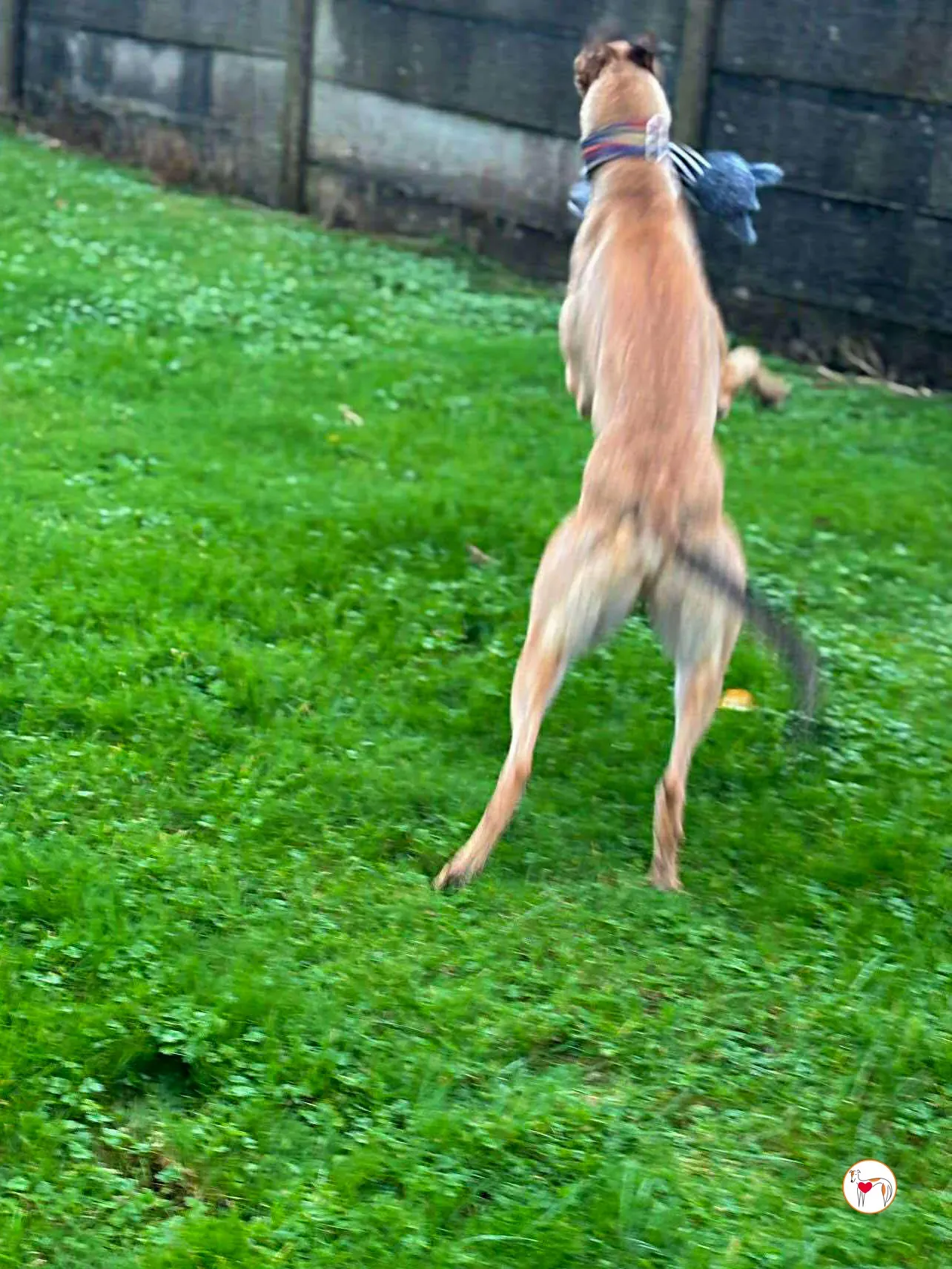 sammie grey adozione 3